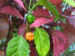 Image of cayenne pepper