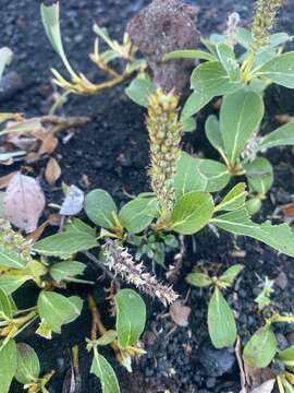 Image of Wedge-Leaf Willow