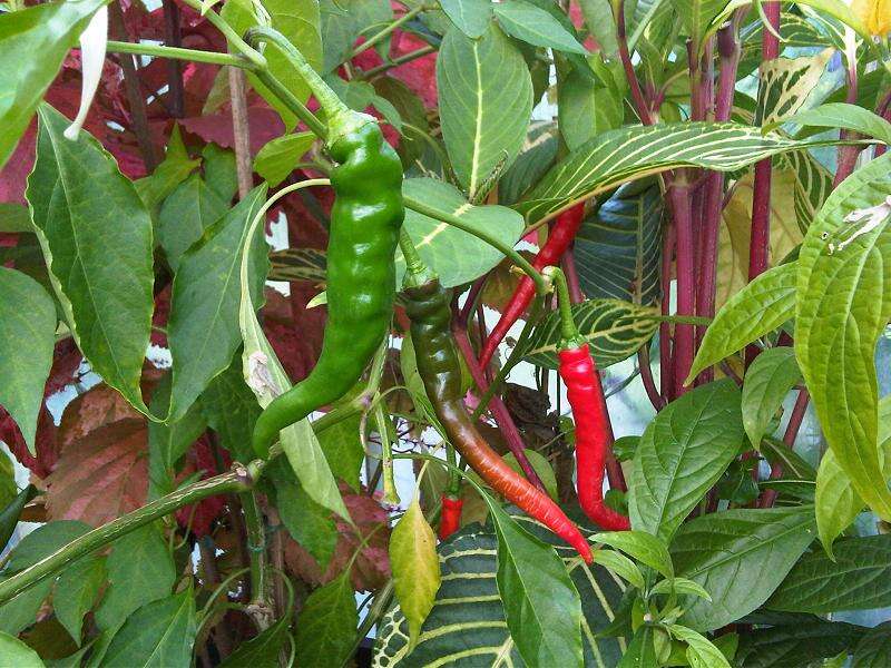 Image of cayenne pepper