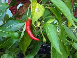 Image of cayenne pepper