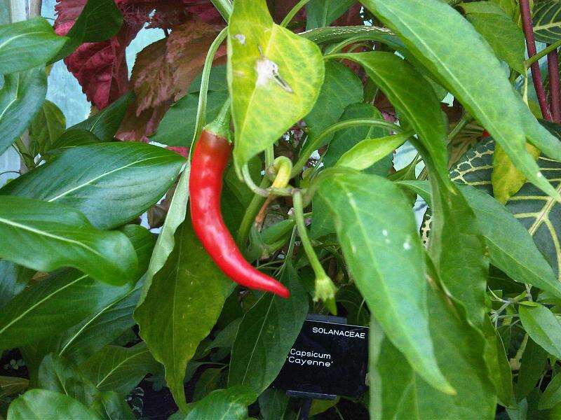 Image of cayenne pepper