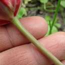 Image of Tulipa undulatifolia var. micheliana (Hoog) Wilford
