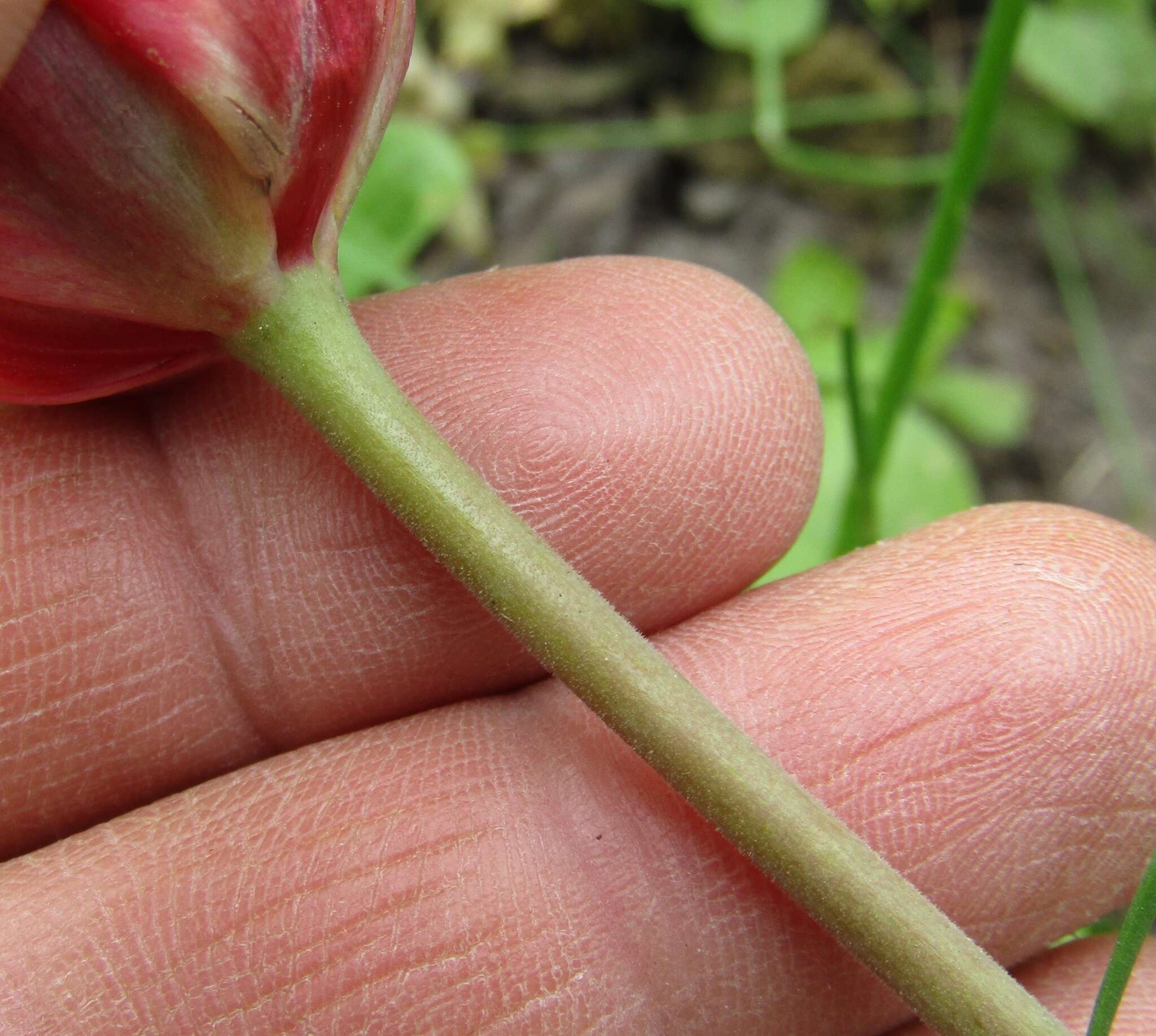 Image of Tulipa undulatifolia var. micheliana (Hoog) Wilford