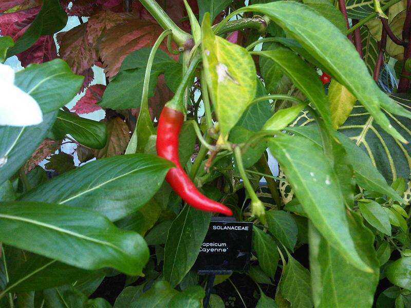 Image of cayenne pepper