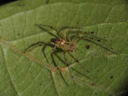 Image of Hammock Spider