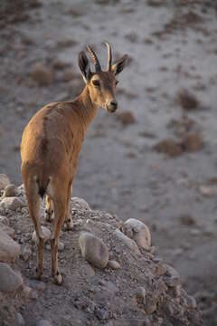 Image of Nubian Ibex