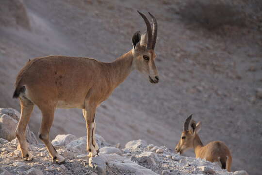 Image of Nubian Ibex