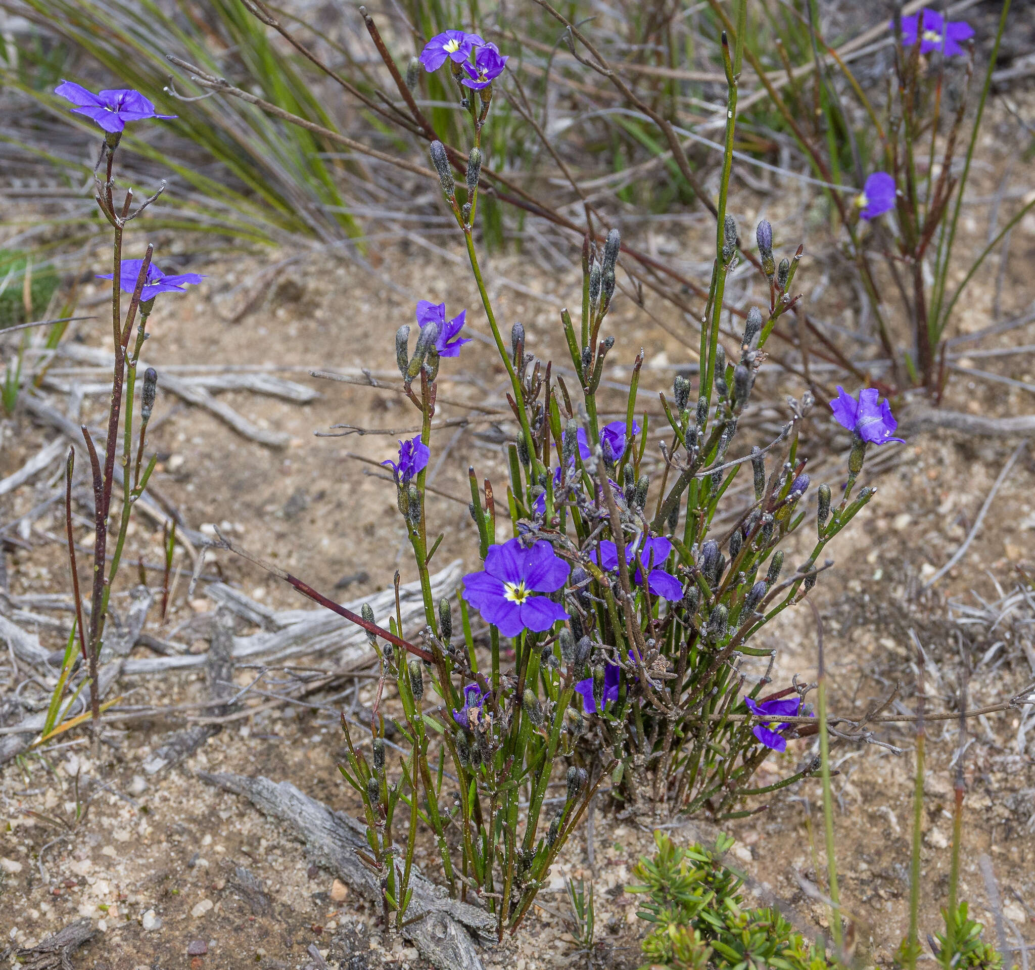 Image of Dampiera sacculata F. Müll. ex Benth.