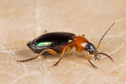 Image of Lebia (Lamprias) chlorocephala (J. J. Hoffmann 1803)