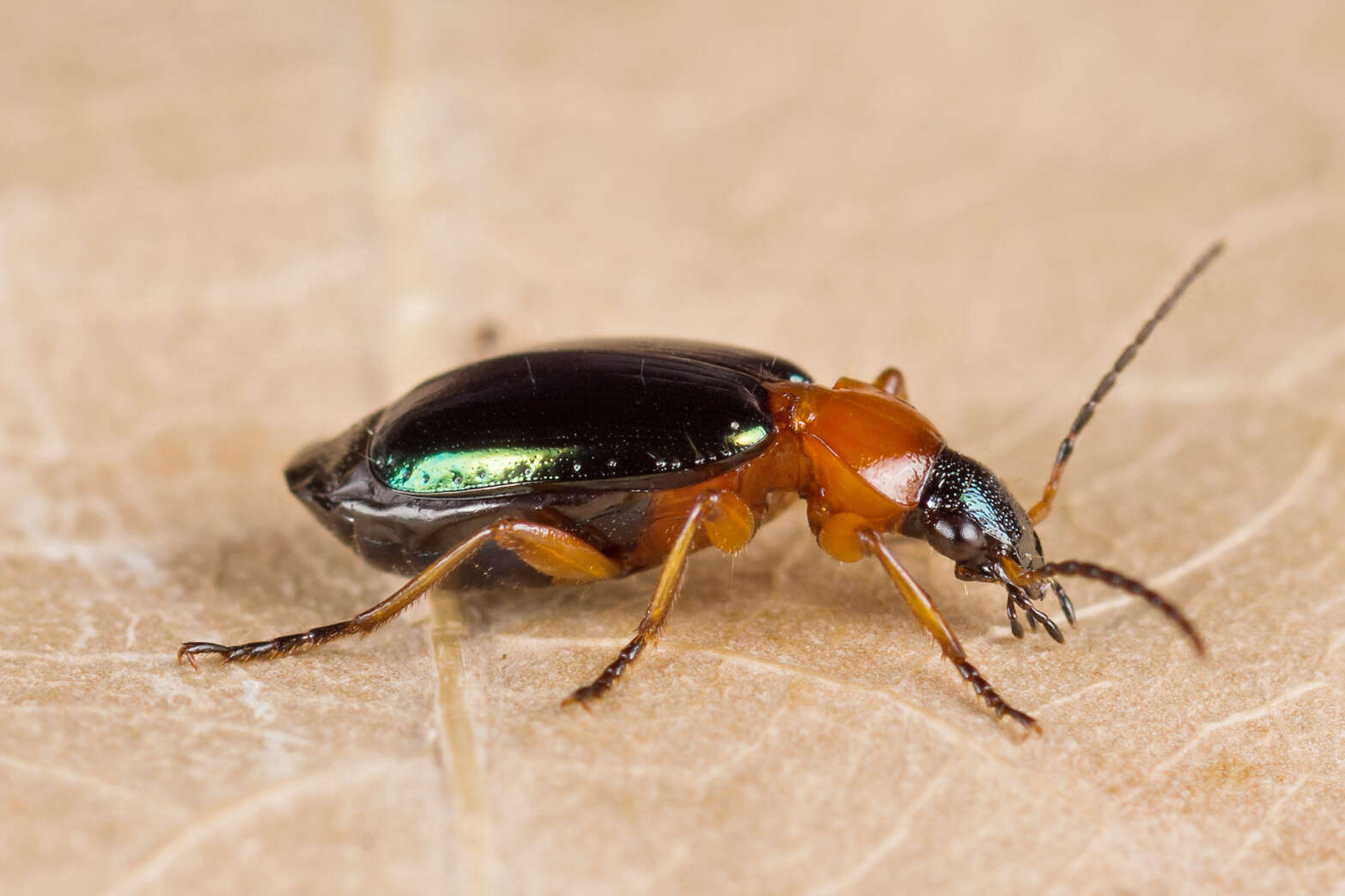 Image of Lebia (Lamprias) chlorocephala (J. J. Hoffmann 1803)