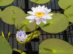 Image of Australian water-lily