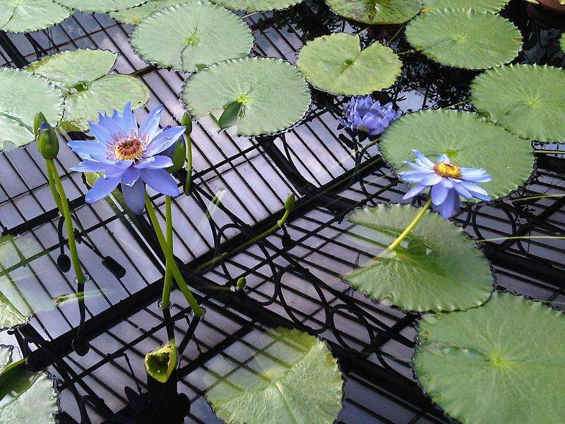 Image of Australian water-lily