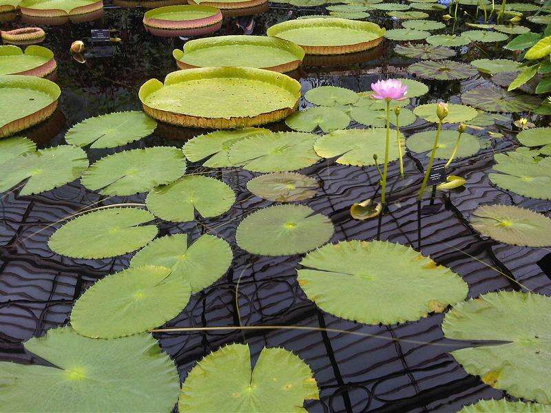 Image of Australian water-lily