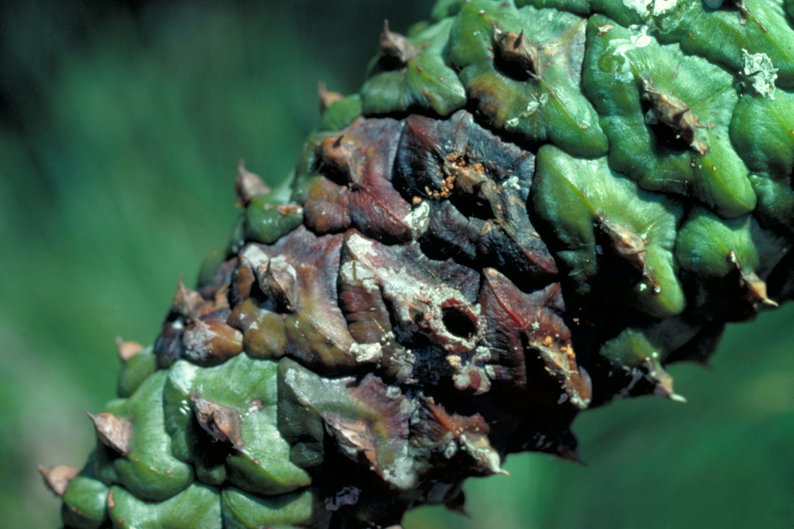 Image of Southern Pine Coneworm