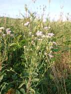 Plancia ëd Erigeron acris subsp. acris