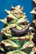 Image of Southern Pine Coneworm