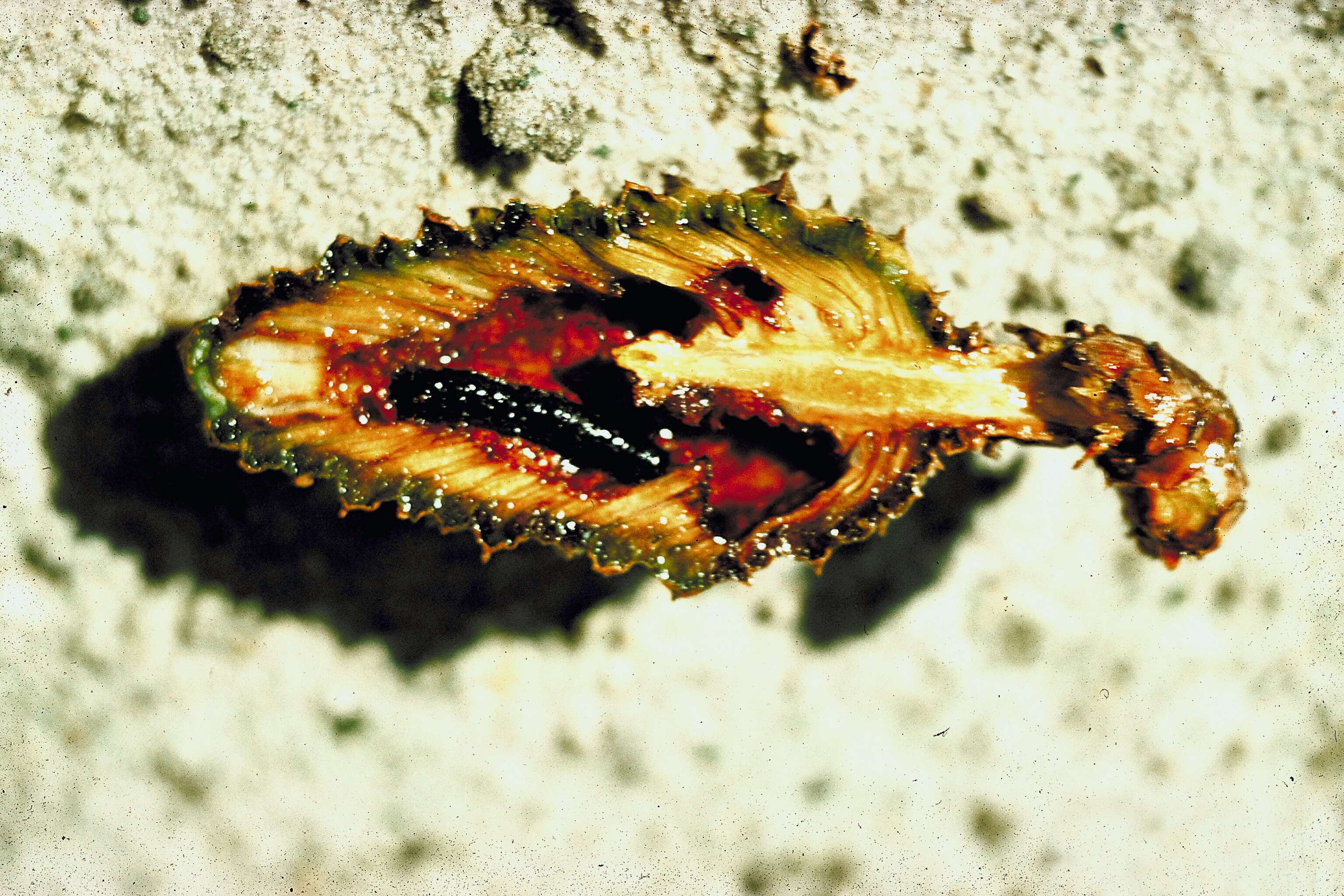 Image of Southern Pine Coneworm