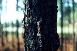 Image of Southern Pine Coneworm