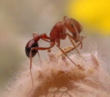 Image of California Harvester Ant