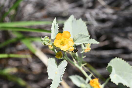 Image of yellow Indian mallow