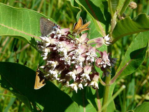 Image of hickory hairstreak