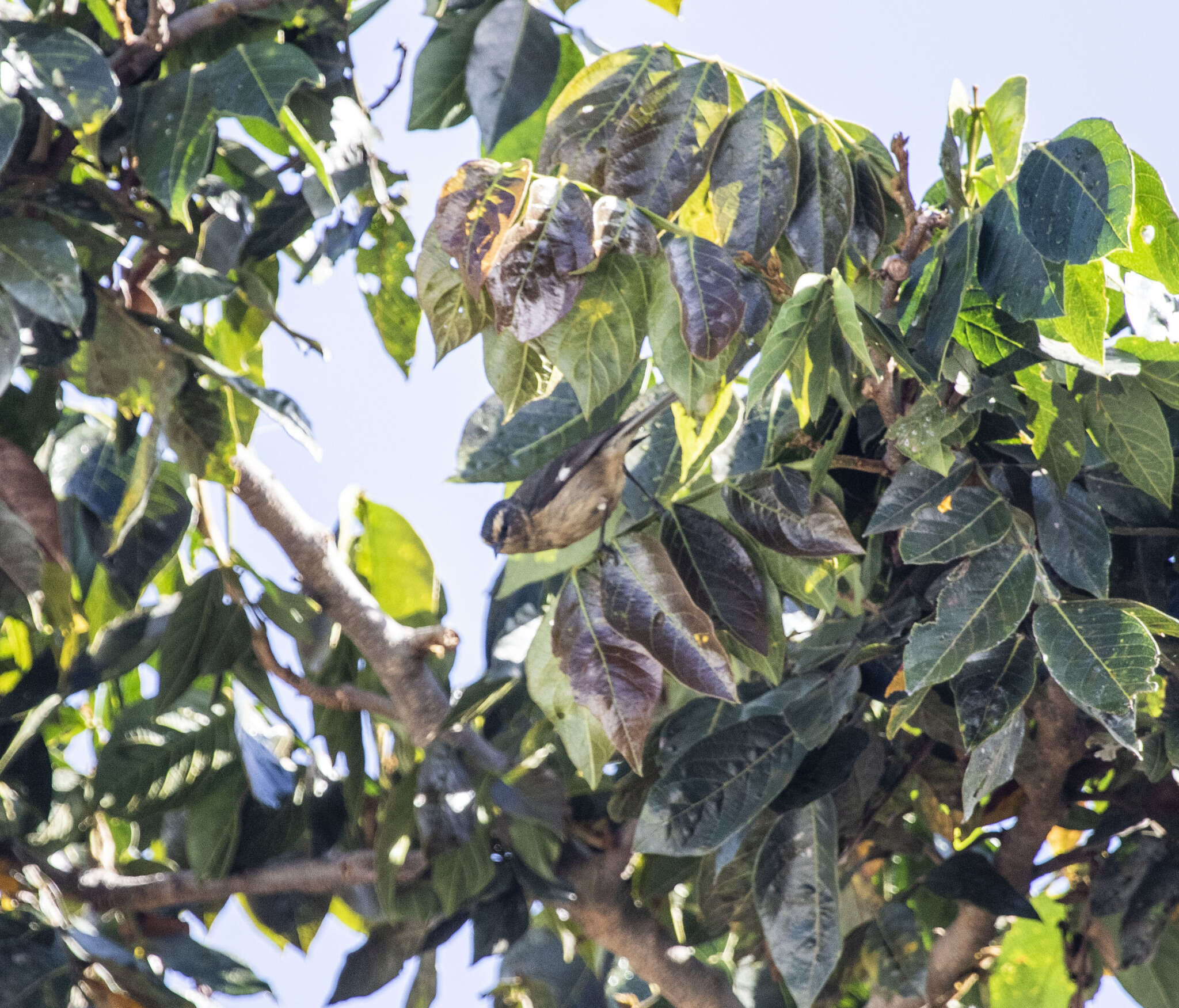 Image of Cinereous Conebill