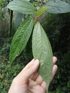 Image of Oreocnide pedunculata (Shirai) Masam.
