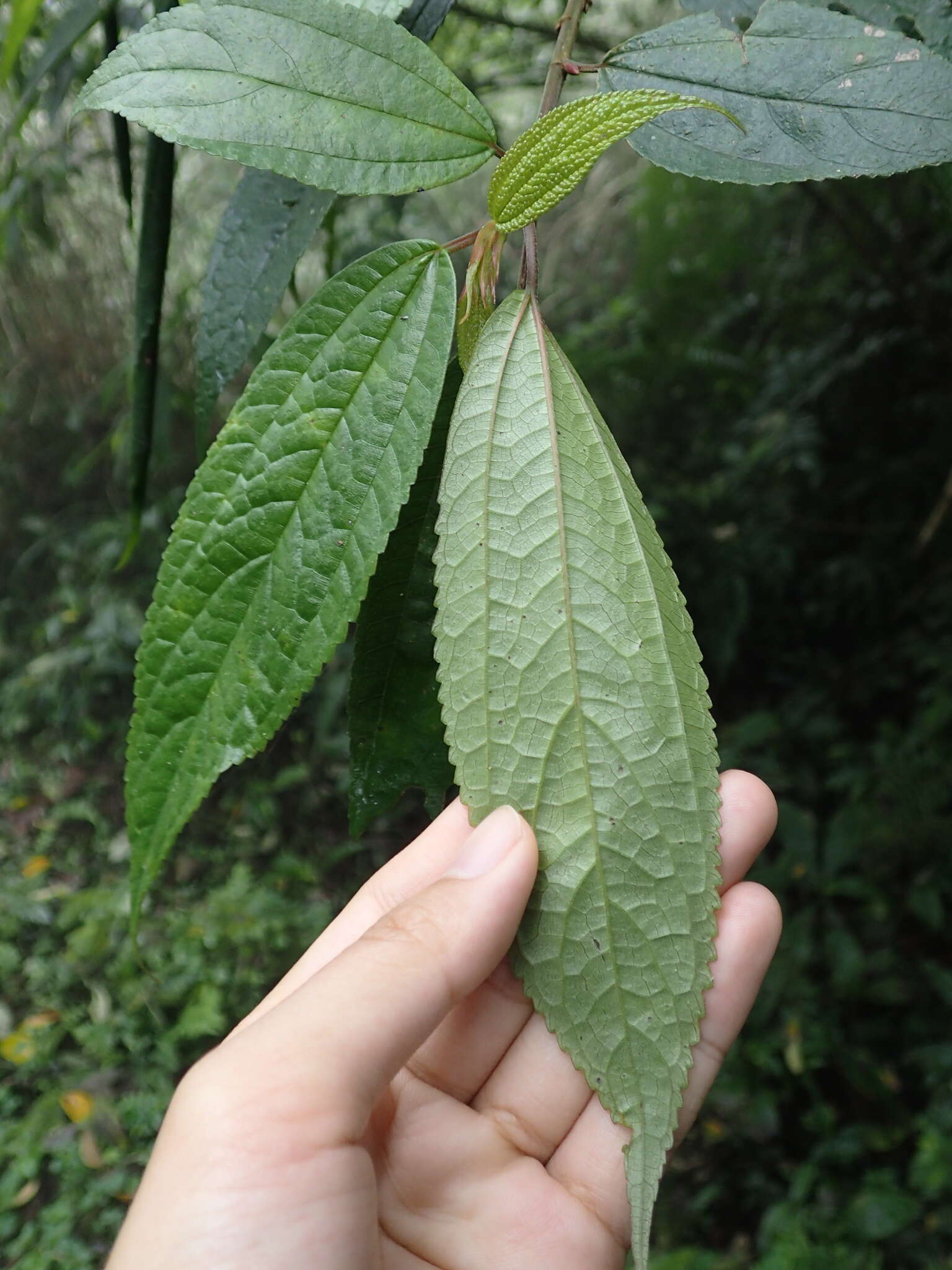 Image de Oreocnide pedunculata (Shirai) Masam.