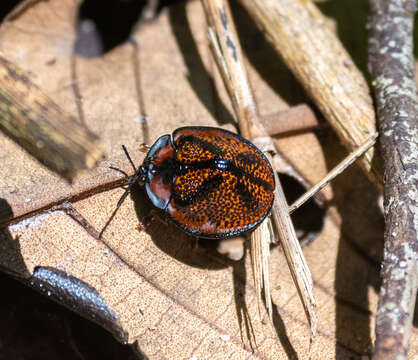 صورة Canistra (Canistrella) rubiginosa (Guérin-Méneville 1844)