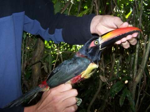 Image of Fiery-billed Aracari