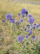 Image of southern globethistle