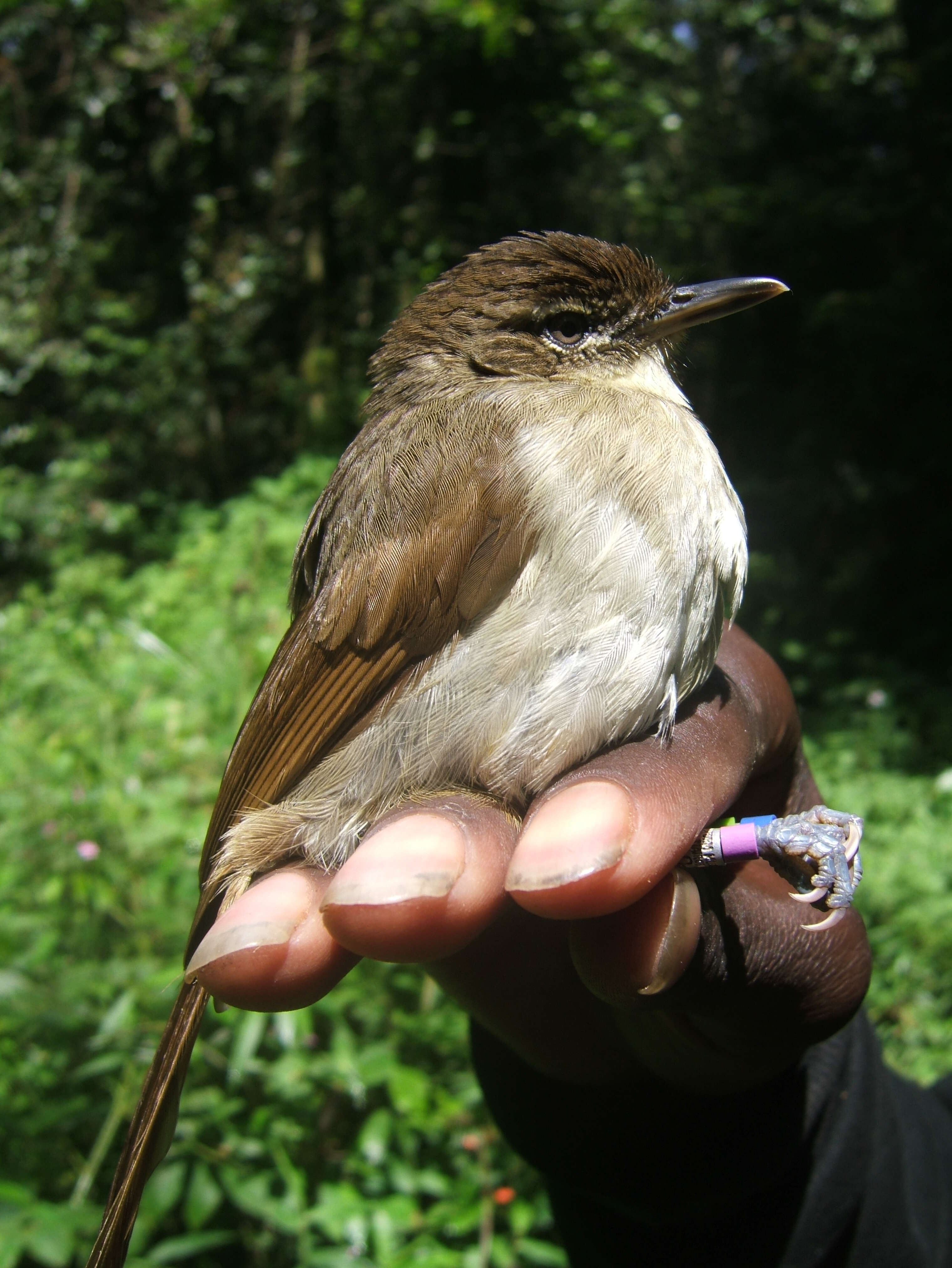 Image of Cabanis's Greenbul