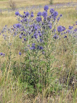 Image of southern globethistle