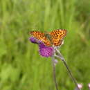 Image of <i>Boloria titania</i>