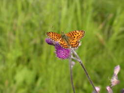 Imagem de <i>Boloria titania</i>