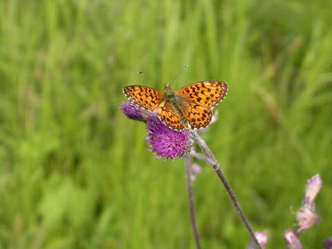 Plancia ëd <i>Boloria titania</i>