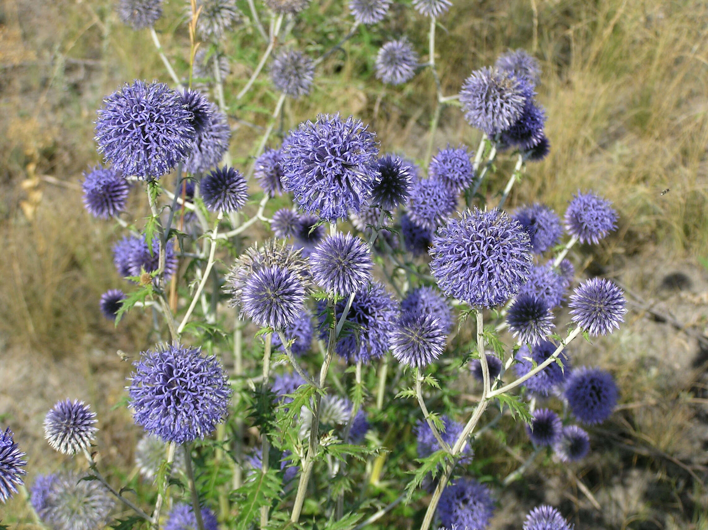 Image of southern globethistle