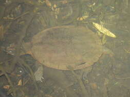 Image of Australian Saw Shelled Turtles