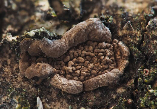 Image of Hypoxylon cercidicola (Berk. & M. A. Curtis ex Peck) Y. M. Ju & J. D. Rogers 1996