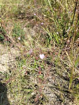 Image of green false foxglove