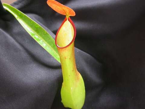 Image of Nepenthes reinwardtiana Miq.