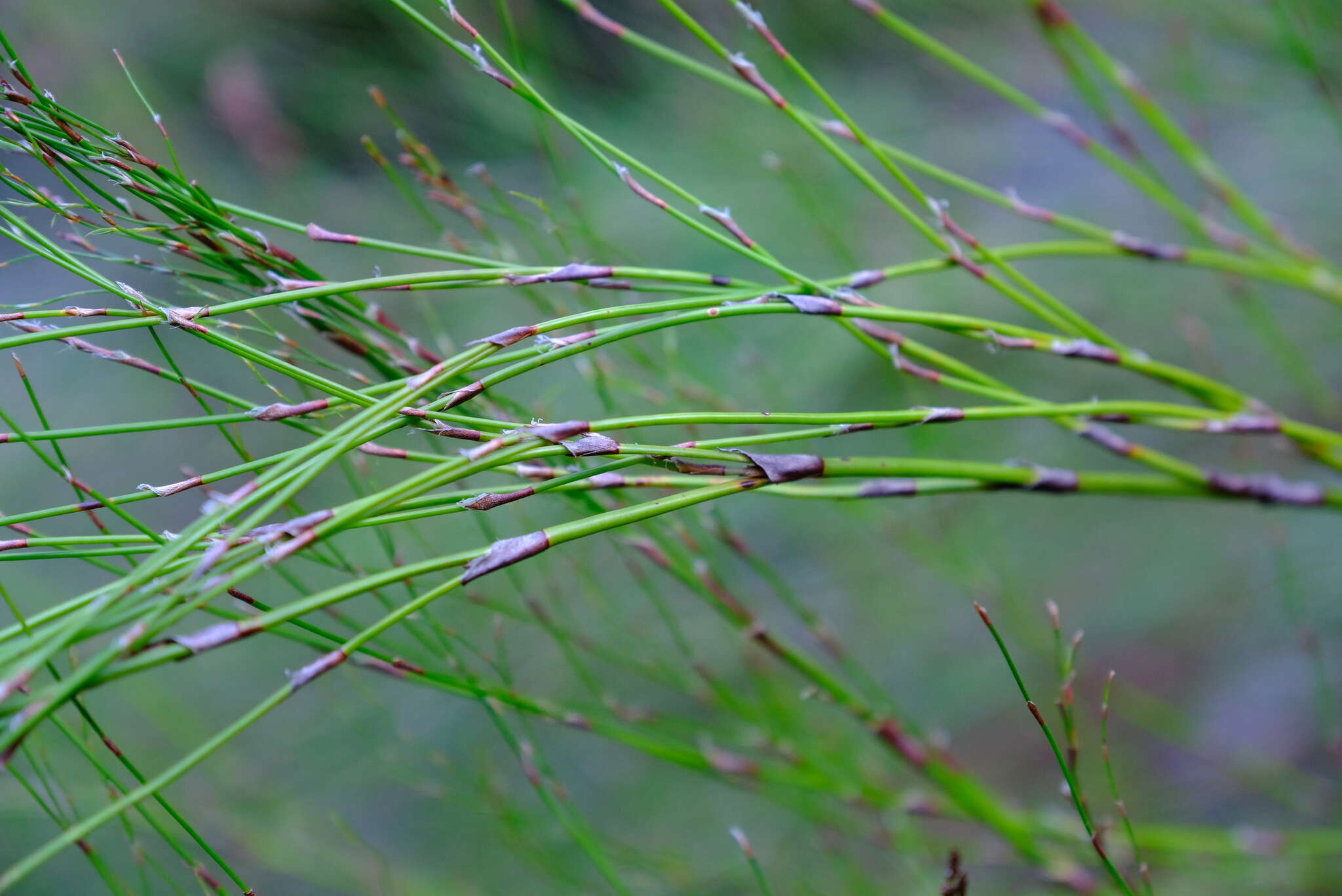 Image of Restio subverticillatus (Steud.) Mast.