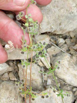 Image of limestone bedstraw