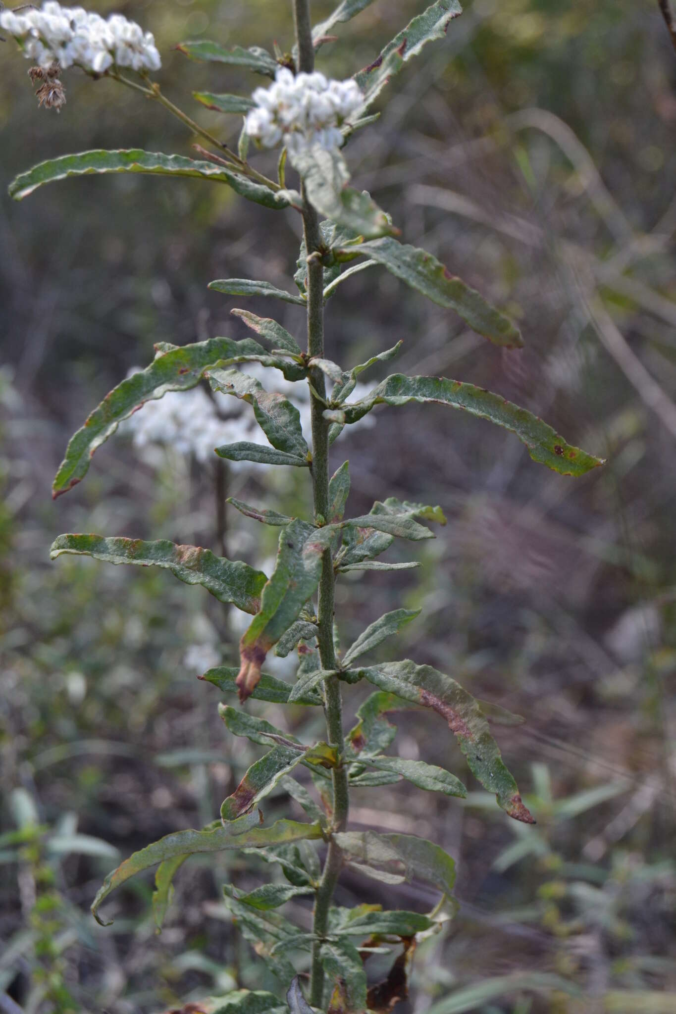 Image of heartsepal buckwheat