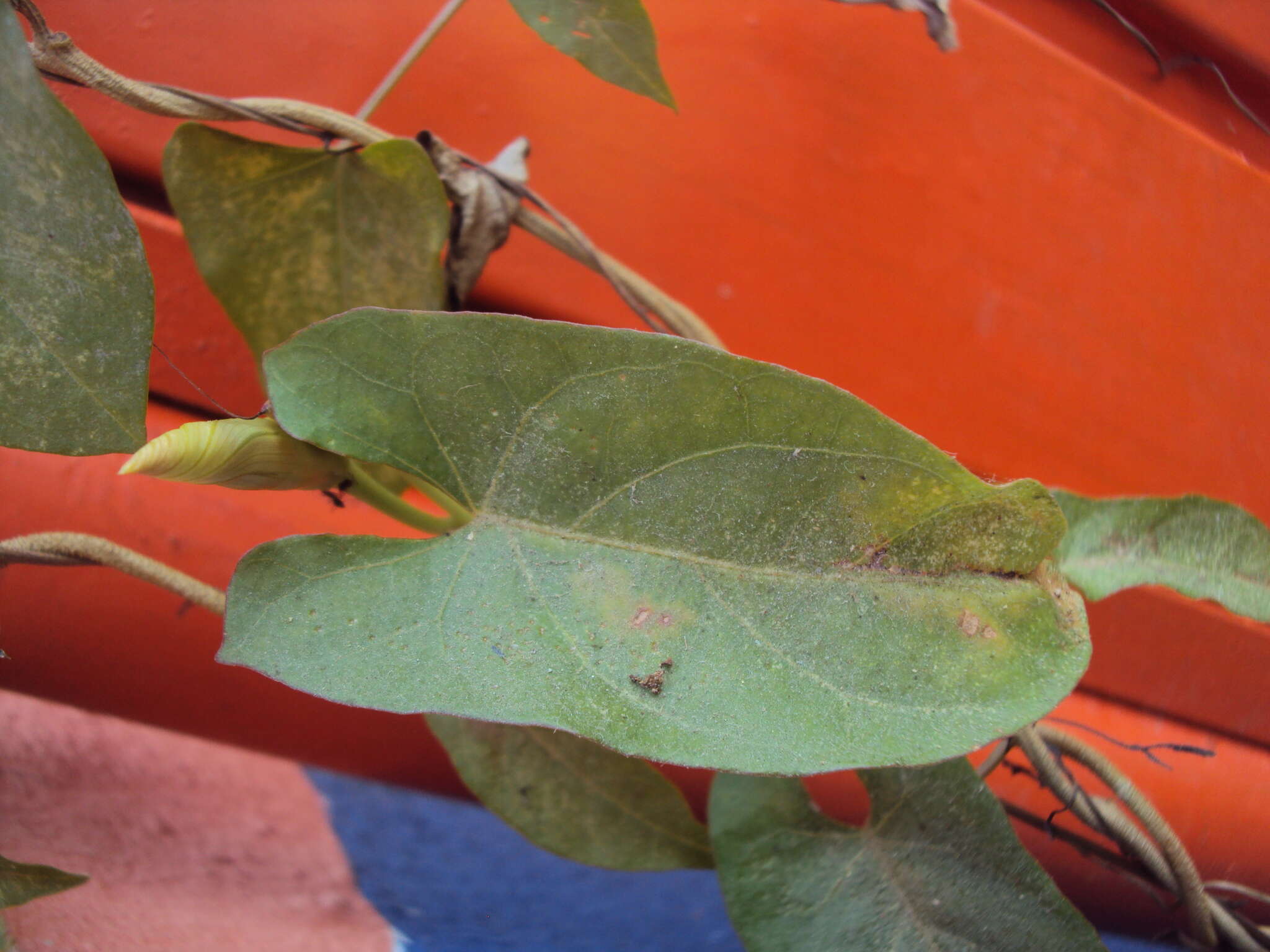 Image of Ipomoea squamosa Choisy