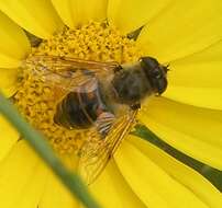 Image of drone fly