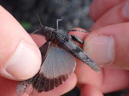 Image of Oedipoda caerulescens caerulescens (Linnaeus 1758)