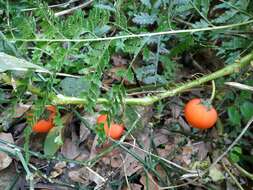 Imagem de Solanum capsicoides Allioni