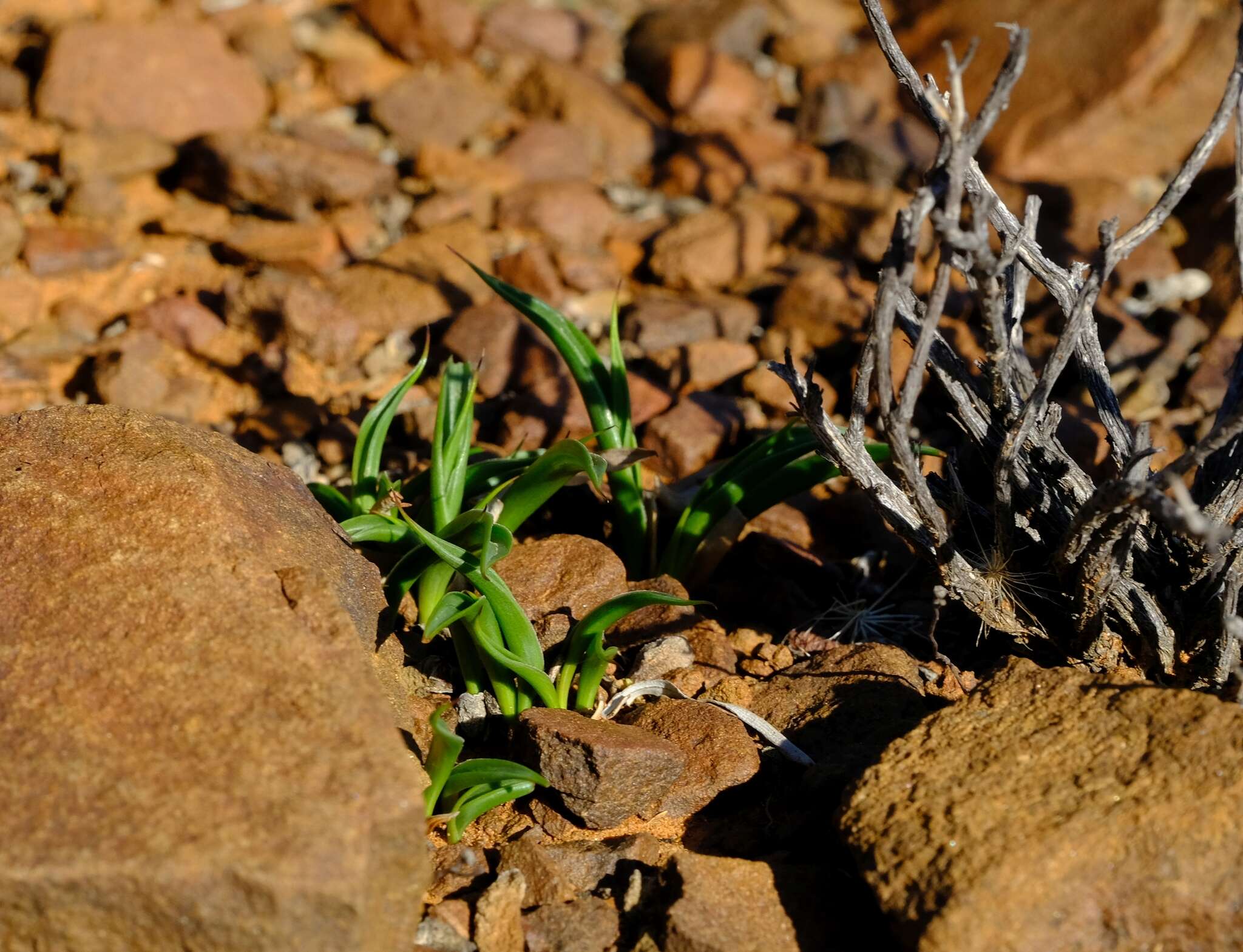 Image of Wurmbea variabilis B. Nord.