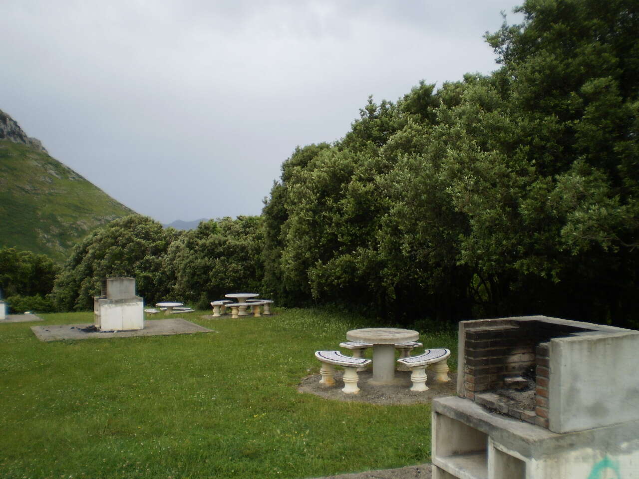 Image of Holm Oak